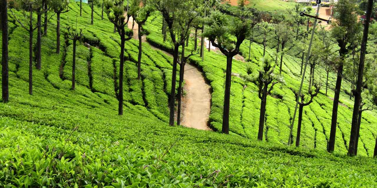 Ooty Kodaikanal Tour Packages For Family